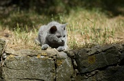 BRITISH SHORTHAIR C030